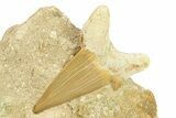 Large Otodus Shark Tooth Fossil in Rock - Morocco #292001-1